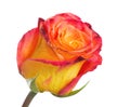One rose Royalty Free Stock Photo