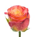 One rose Royalty Free Stock Photo