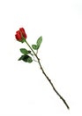 One Rose Royalty Free Stock Photo