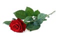 One rose. Royalty Free Stock Photo