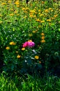 One rose among calendula