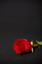 One rose on dark background Royalty Free Stock Photo