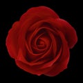 One rose flower isolated on black background Royalty Free Stock Photo