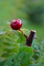 One rose hip on stem with thorn