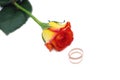 One rose and wedding rings Royalty Free Stock Photo