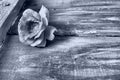 one rose on a wooden background. Please accept our condolences. Mourning or an expression of regret. Monochrome black