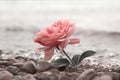 One rosy rose flower at the stony beach Royalty Free Stock Photo
