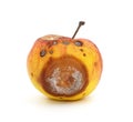 One rotten apple Royalty Free Stock Photo