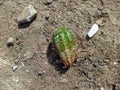 one rotten cactus in the trash heap during the day