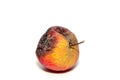 One rotten and uneatable apple. Royalty Free Stock Photo