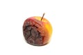 One rotten and uneatable apple. Royalty Free Stock Photo
