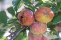 One rotton apple and two fresh ripe natural red heirloom, organic apples close up on branches in a tree, harvest pest problems
