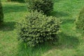 One round coniferous ornamental bush