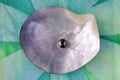 One round Tahitian Black Pearl Royalty Free Stock Photo