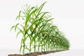 One row of corn plants with yellow cobs on a white background. Royalty Free Stock Photo