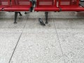 One row of red empty seats on a light spotted floor and a dove under the chairs. Beautiful background with copy space of bird in Royalty Free Stock Photo