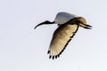 One Sacred Ibis flying in a blue Sky in South Africa Royalty Free Stock Photo