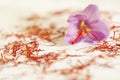 One saffron flower and a lot of drying saffron types Royalty Free Stock Photo