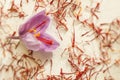 One saffron flower and a lot of drying saffron types Royalty Free Stock Photo