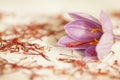 One saffron flower and a lot of drying saffron types Royalty Free Stock Photo