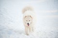 One Samoed dog white