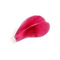 One saturated pink petal close-up isolated on a white background. Bright purple torn piece of flowering tulip, peony or rose, top Royalty Free Stock Photo