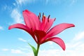 One scarlet fire lily against blue sky Royalty Free Stock Photo