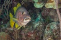 Schoolmaster snapper mouth open Bahamas