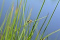 One Scorpion fly on green grass   Panorpidae Royalty Free Stock Photo