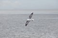 One sea gull bird flying over plain sea coast Royalty Free Stock Photo