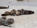 Sea Lion Group, Zalophus californianus wollebaeki, on the beach, San Cristobal, Galapagos, Ecuador Royalty Free Stock Photo