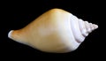 one sea shell isolated on a black background. Royalty Free Stock Photo