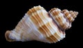 one sea shell isolated on a black background. Royalty Free Stock Photo