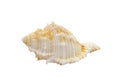 One sea shell isolated on a white background. Royalty Free Stock Photo