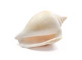 one sea shell isolated on white background. with clipping path Royalty Free Stock Photo