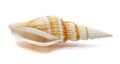 one sea shell isolated on a white background. Royalty Free Stock Photo