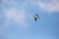 One seagull against blue sky with soft clouds Royalty Free Stock Photo