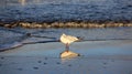 One Seagull On Baltic Seaside. Happiness Freedom And Easy Way Of Living Royalty Free Stock Photo