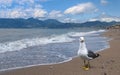 View seagull on the beach in winter