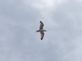 One seagull bird is flying in a cloudy sky. Overcast, gray sky. White bird flying under clouds Royalty Free Stock Photo