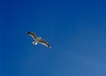 One seagull bird flying Royalty Free Stock Photo