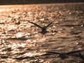 One seagull bird flying by the sea Royalty Free Stock Photo