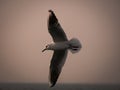 One seagull bird flying by the sea Royalty Free Stock Photo