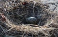 One Seagull egg in a nest on a rock in the sea of Okhotsk Royalty Free Stock Photo