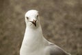 Silver Gull face only, sharp, clear, bright eyed