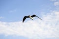 One seagull flies in blue sky with clouds, freedom in wild. Copy space. Royalty Free Stock Photo