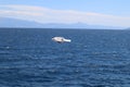 One seagull flies over the sea against the background of a blue sky and a mountain ridge on the horizon on a sunny summer day, the Royalty Free Stock Photo