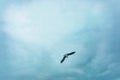 One seagull flies in stormy dark sky Royalty Free Stock Photo