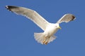 One seagull in flight Royalty Free Stock Photo