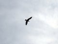 One seagull in flight Royalty Free Stock Photo